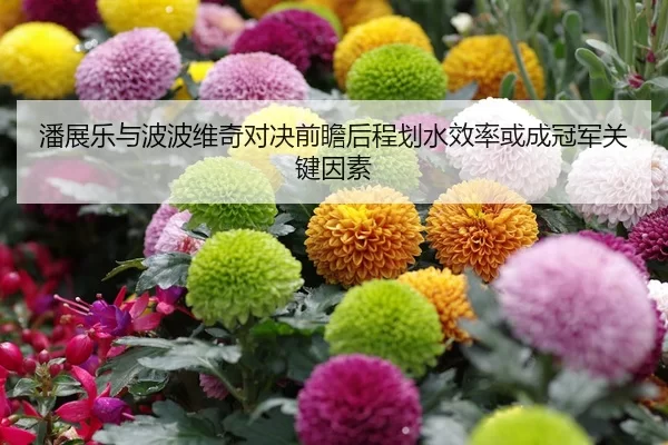 潘展乐与波波维奇对决前瞻后程划水效率或成冠军关键因素